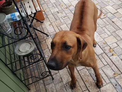 RHodesian Ridgeback Female ReHOme