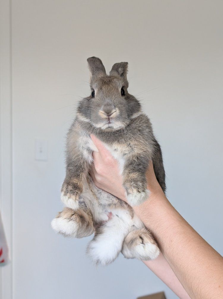Mini Rex Mix Buck (9 weeks old)