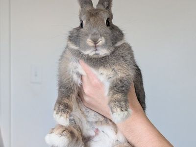 Mini Rex Mix Buck (9 weeks old)
