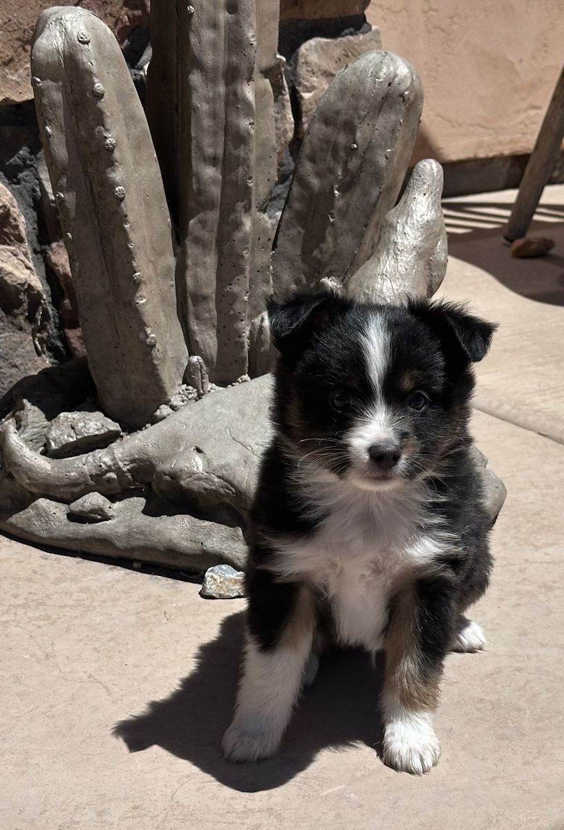 Toy Aussie/Idaho Shag puppies