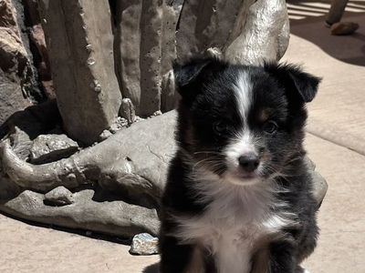 Toy Aussie/Idaho Shag puppies