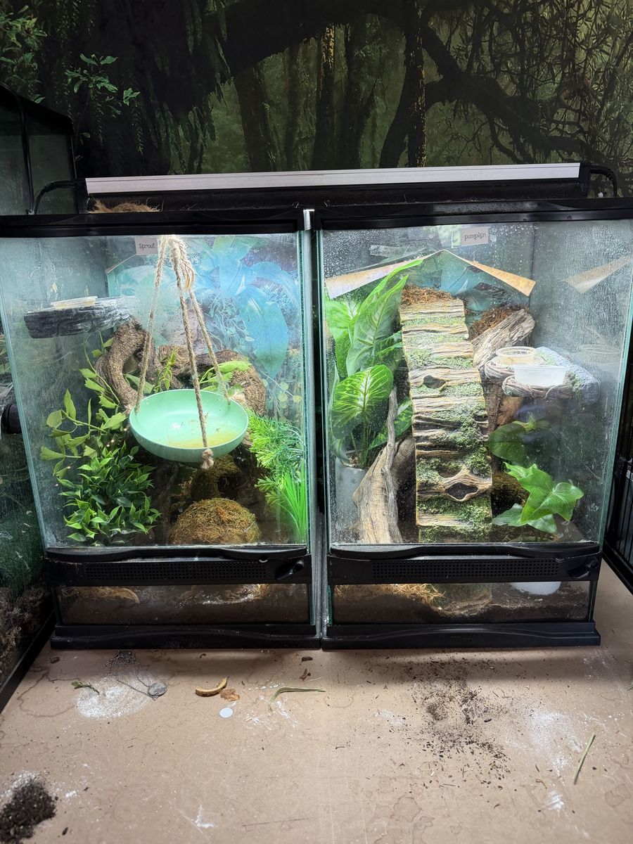 Geckos