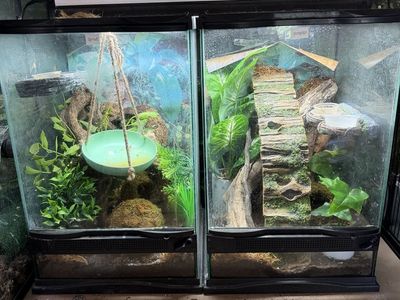 Geckos