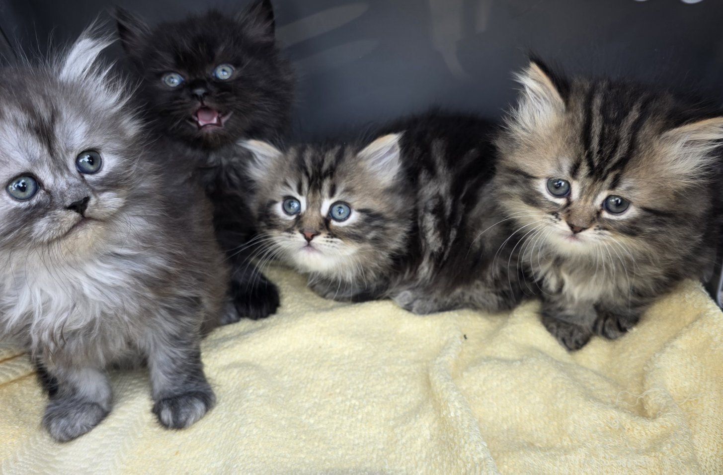 Persian kittens (at least 75%)