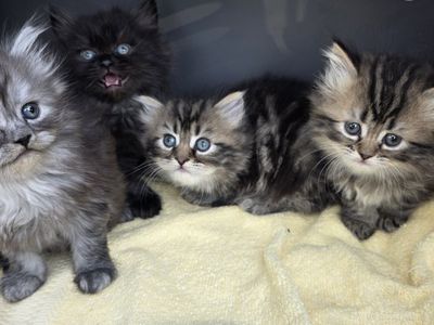 Persian kittens (at least 75%)