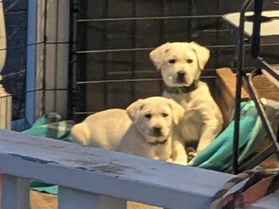 Pure bred AKC Lab Puppies