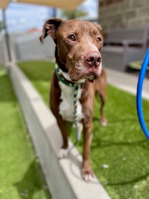 A161834 Caboose is Available for Adoption!