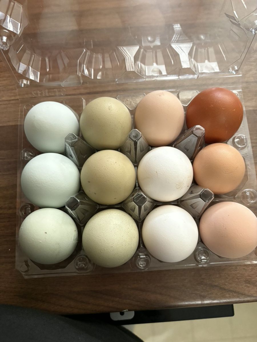 chicken eggs free range