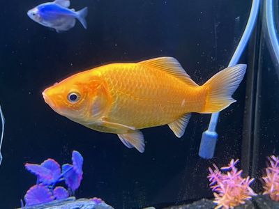 Gold fish