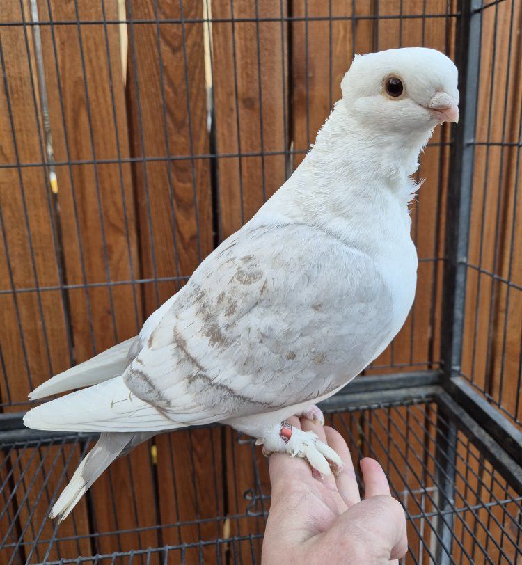 Hand-reared Female Classic Frill Pigeons