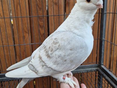Hand-reared Female Classic Frill Pigeons