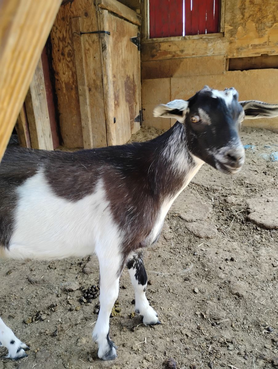 Baby billy