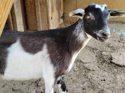 Baby billy