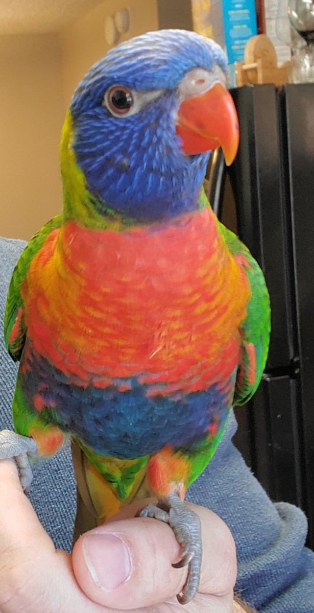 Rainbow Lorikeet