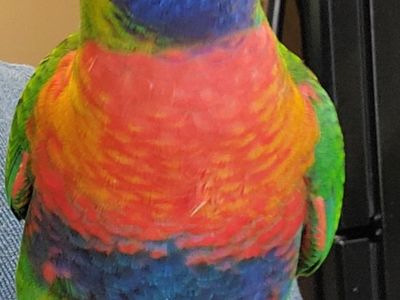 Rainbow Lorikeet