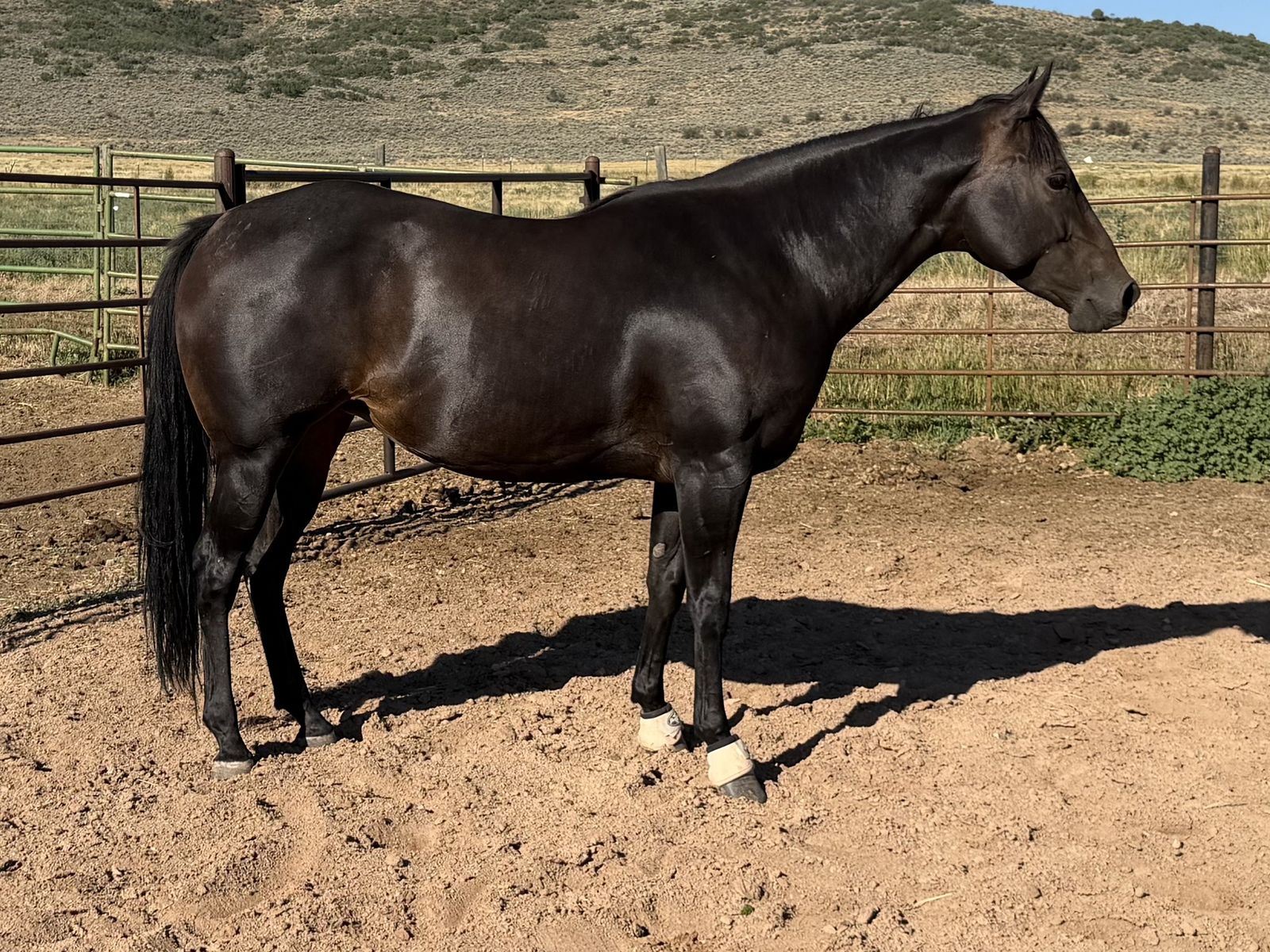 6yr old Quarter horse Mare 