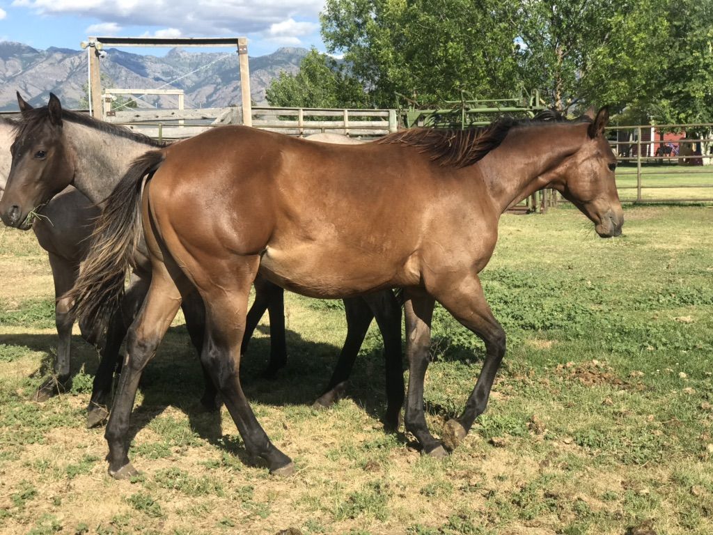 2025 AQHA Bay Yearling Filly