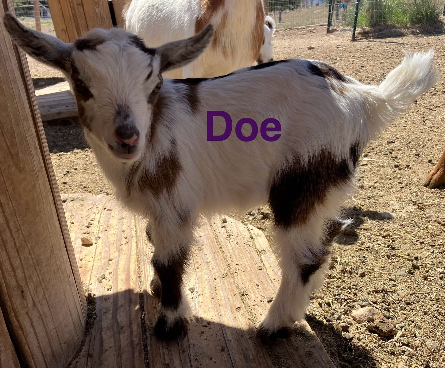 Flashy Nigerian Dwarf kids $75-$175