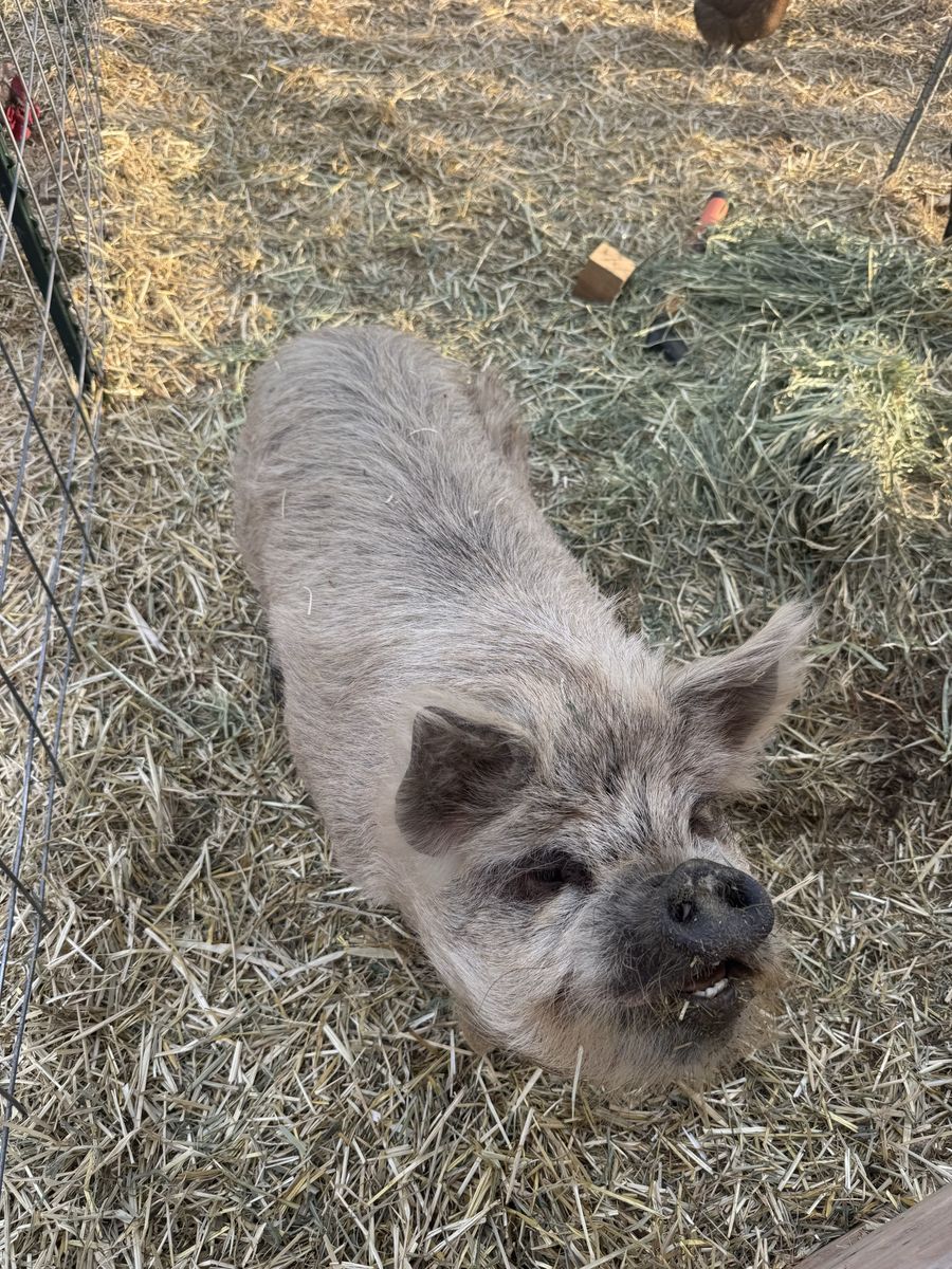 Kune kune sow