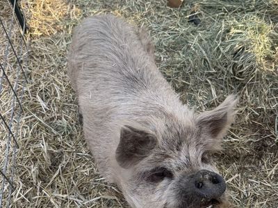 Kune kune sow