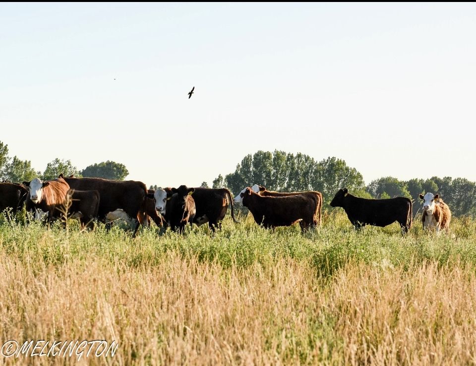 30 HEAD YEARLING HEREFORD & SOUTH DEVON HEIFERS