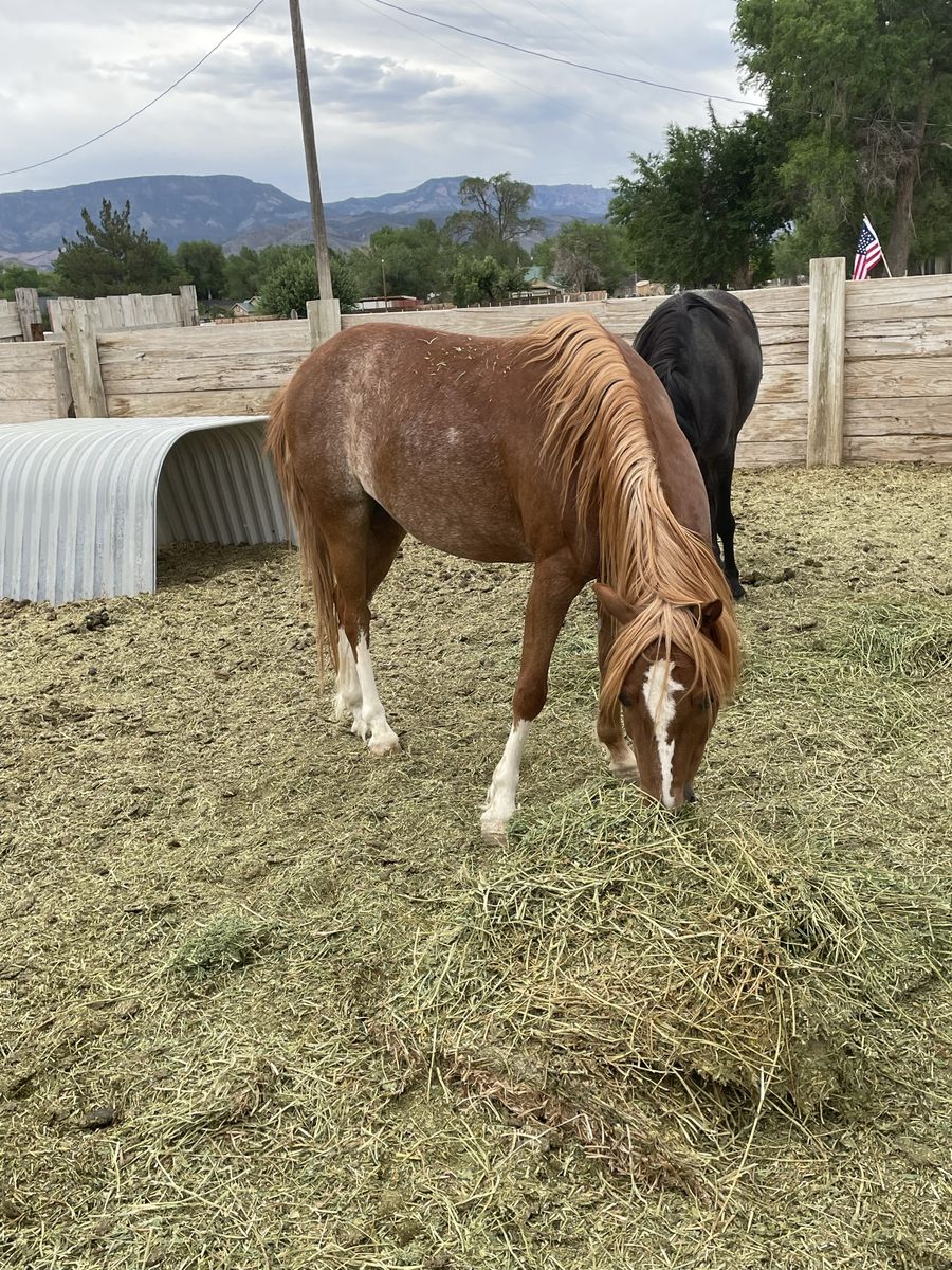 Five year-old pony gelding