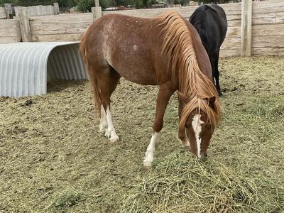 Five year-old pony gelding