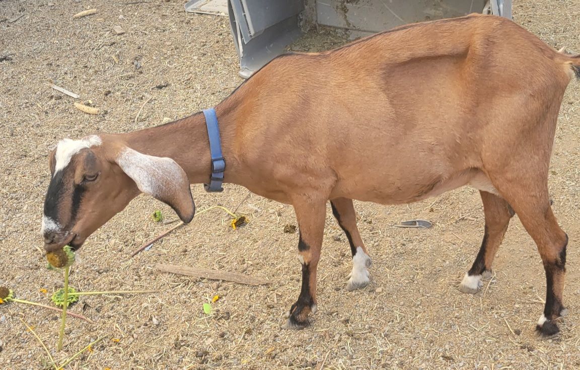 Nubian doe in milk