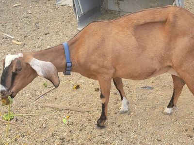Nubian doe in milk