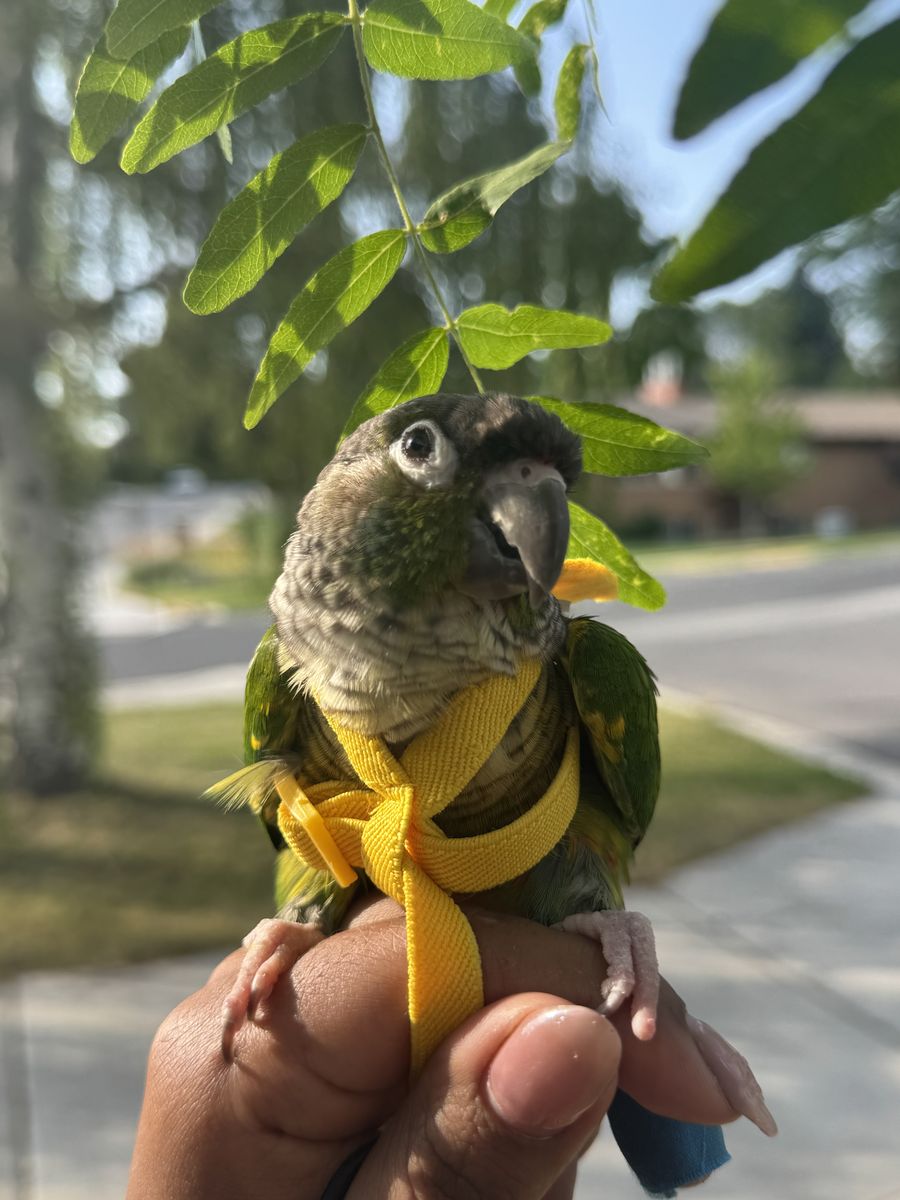 Green Cheek Conure