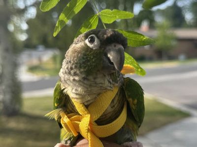 Green Cheek Conure