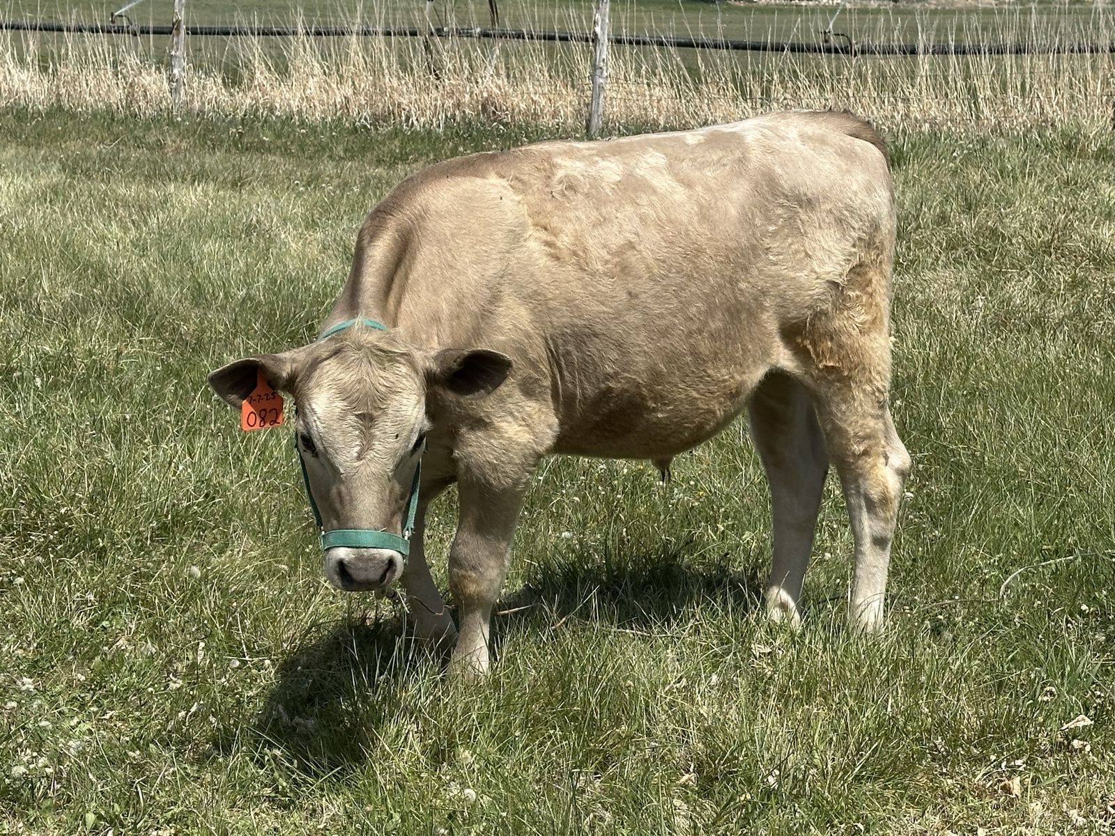 Beef Cross Steer - Charolais Cross -  Calves