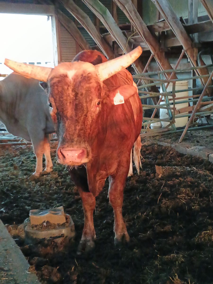 6 year old bucking/breed bull