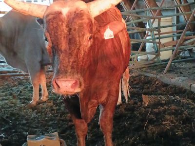 6 year old bucking/breed bull