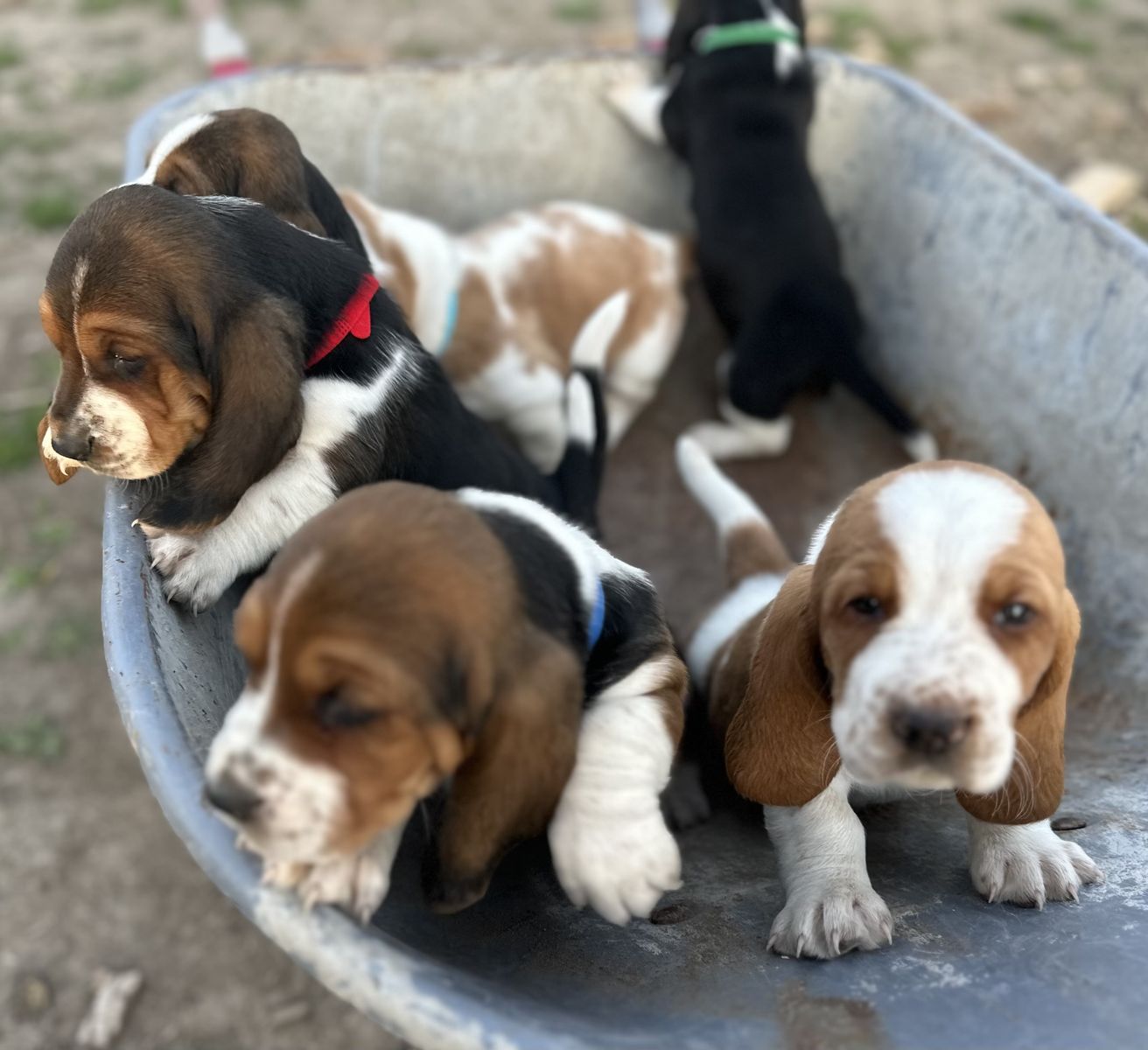 Basset Hound Puppies