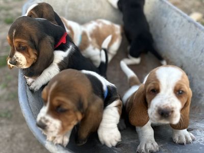 Basset Hound Puppies
