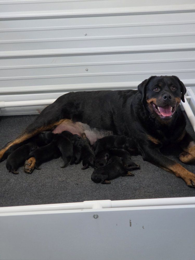 #1 Rated AKC German Rottweiler Puppies
