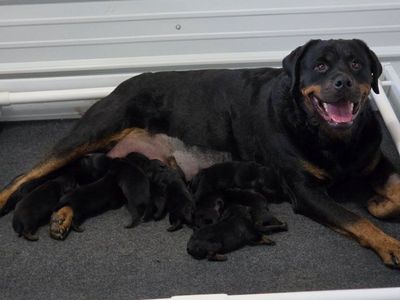 #1 Rated AKC German Rottweiler Puppies