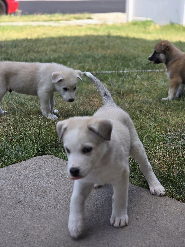 Puppies ready for their forever home. pick up by Thursday will drop $100