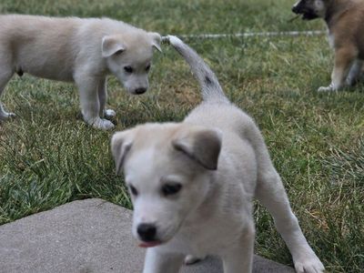 Puppies ready for their forever home. pick up by Thursday will drop $100