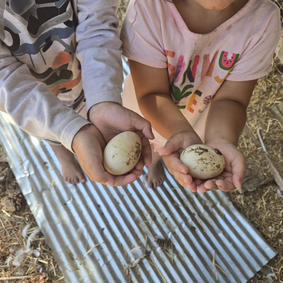 Farm Fresh Eggs
