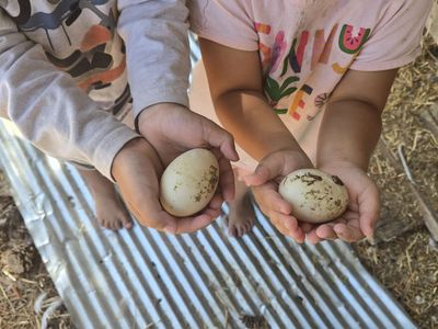 Farm Fresh Eggs