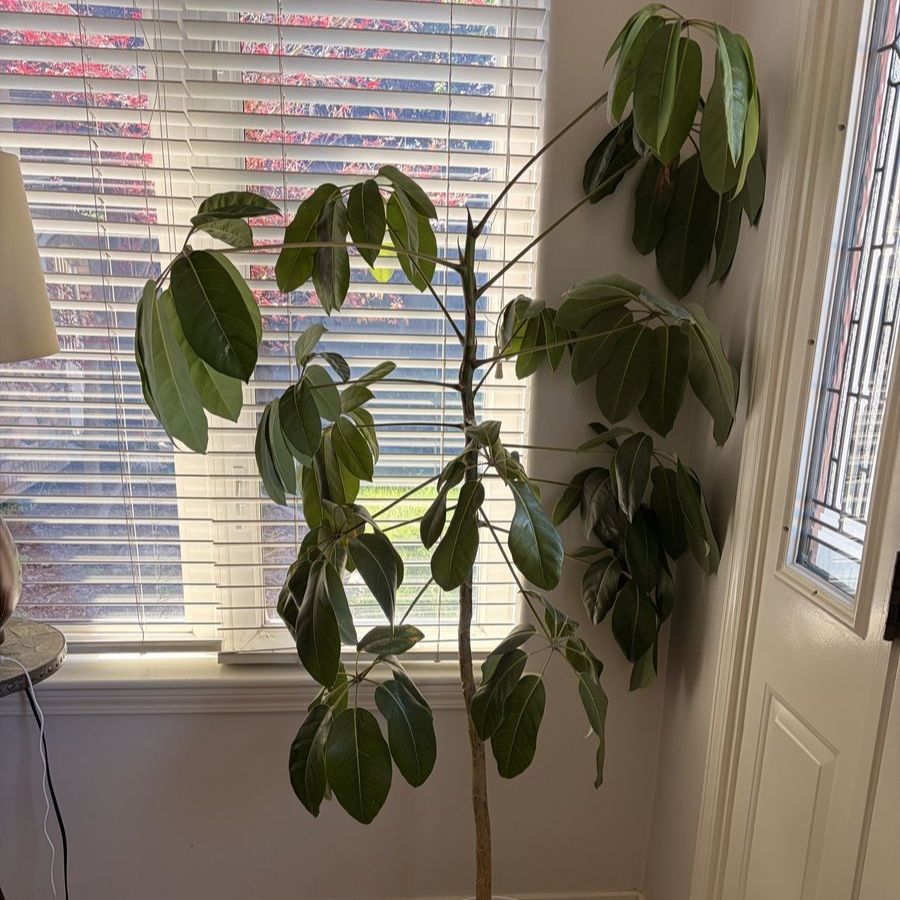 Large Schefflera Amate Indoor Houseplant - Beautiful Green Foliage, 5.5 ft Tall