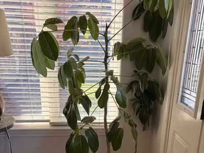 Large Schefflera Amate Indoor Houseplant - Beautiful Green Foliage, 5.5 ft Tall