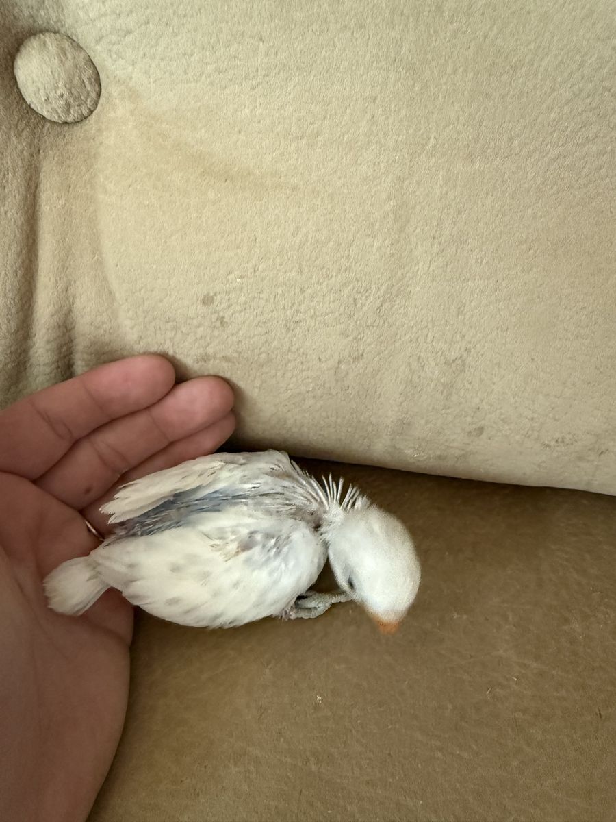 Lovebirds