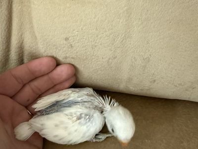 Lovebirds