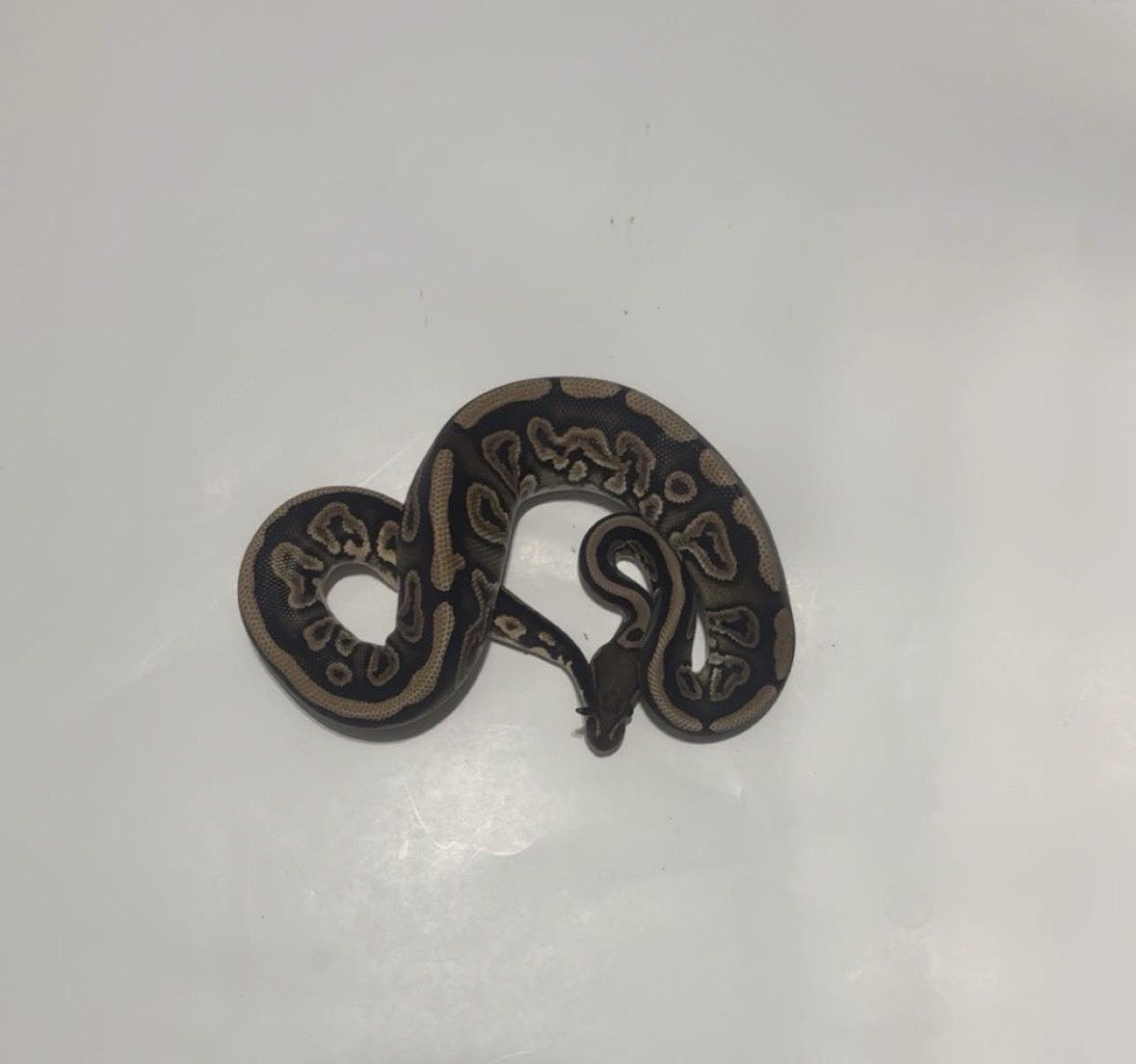 Pet Snake / Reptile #5