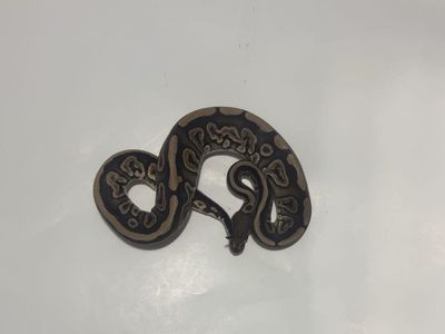 Pet Snake / Reptile #5