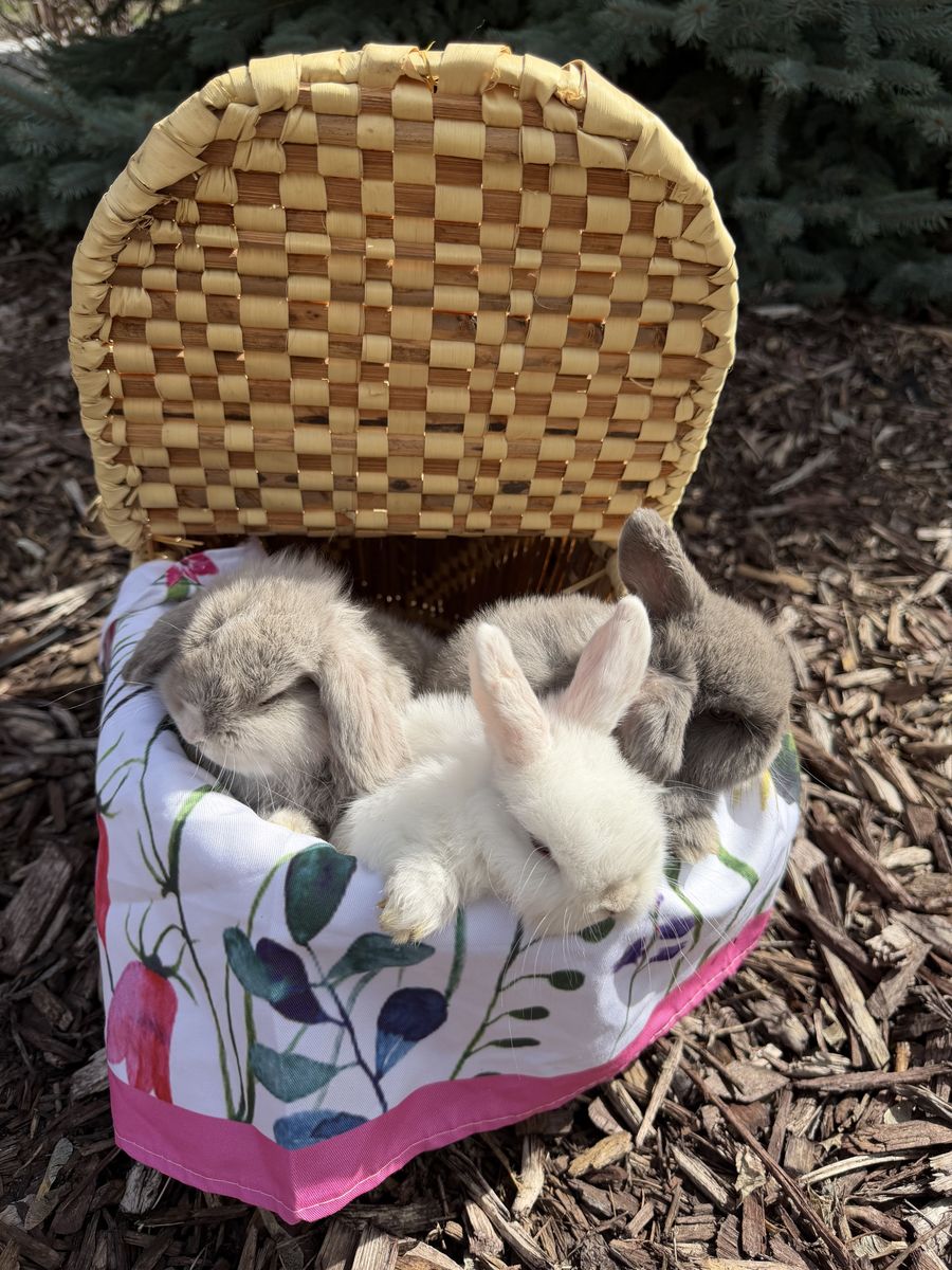 Baby Blue Eyed Easter Bunnies