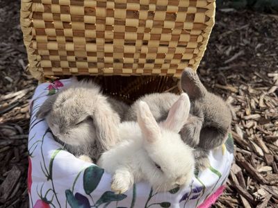 Baby Blue Eyed Easter Bunnies